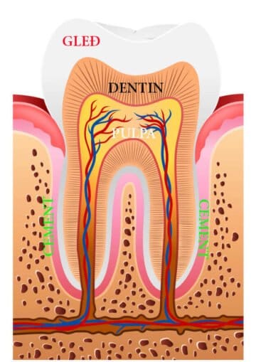 Magic Dent - Anatomija zuba