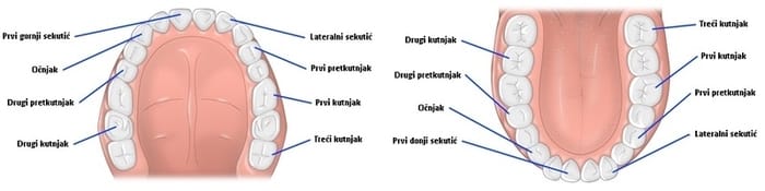 Broj zuba i njihovi nazivi